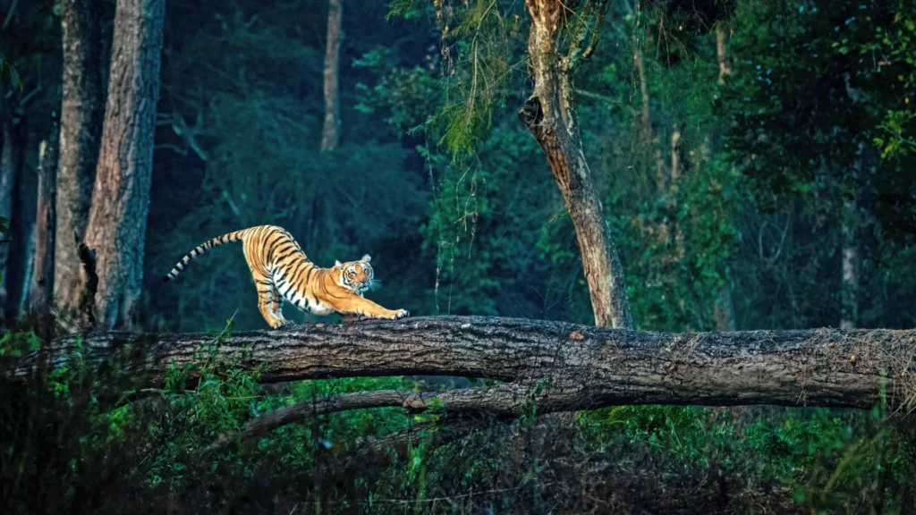 Destination Wedding in Jim Corbett